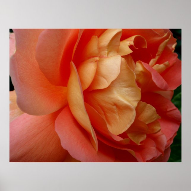 Poster Rosa de coral (Frente)