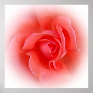 Poster rosa de coral rosa