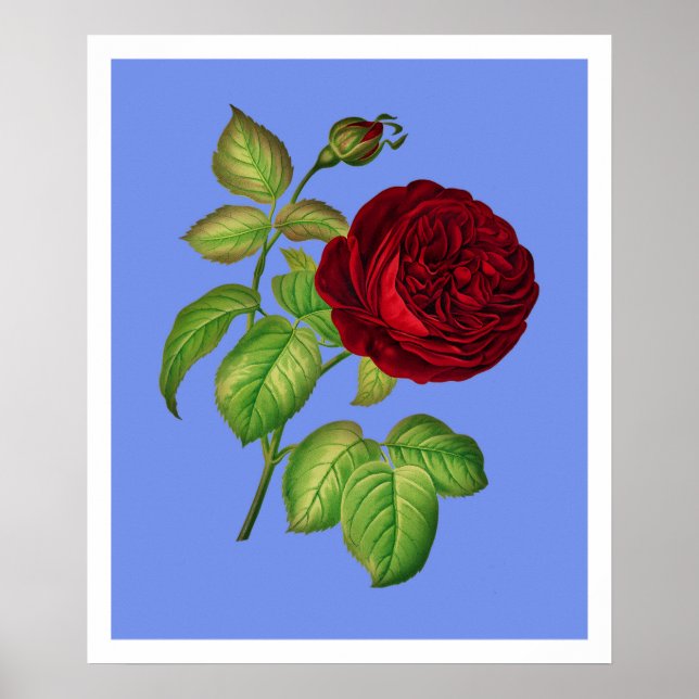 Pôster Rosa de couve (Frente)