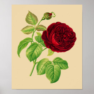 Poster Rosa de couve