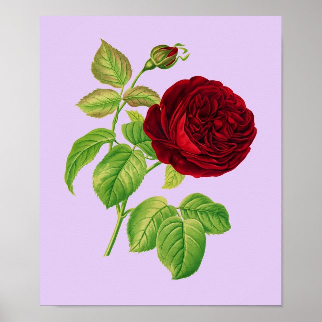 Poster Rosa de couve (Frente)