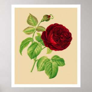 Pôster Rosa de couve