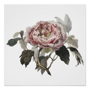 Pôster Rosa de couve rosa desenhada à mão