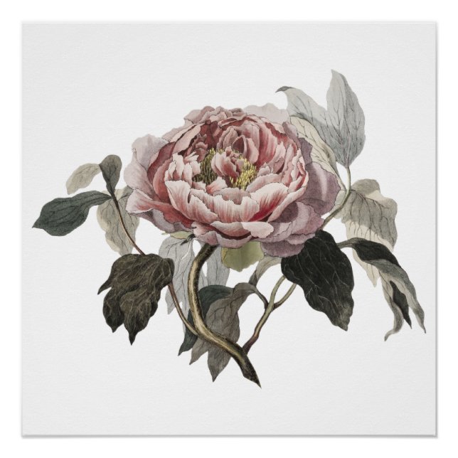 Pôster Rosa de couve rosa desenhada à mão (Frente)