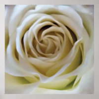 Rosa de creme branco, detalhe romântico da flor da
