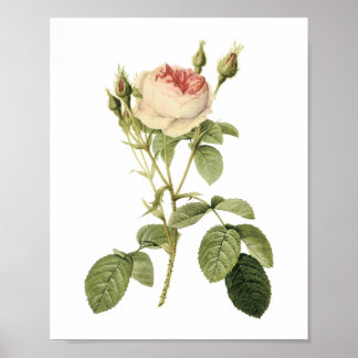 Poster rosa de dois musos por Redouté