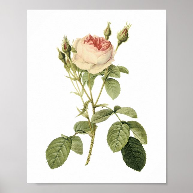 Poster rosa de dois musos por Redouté (Frente)