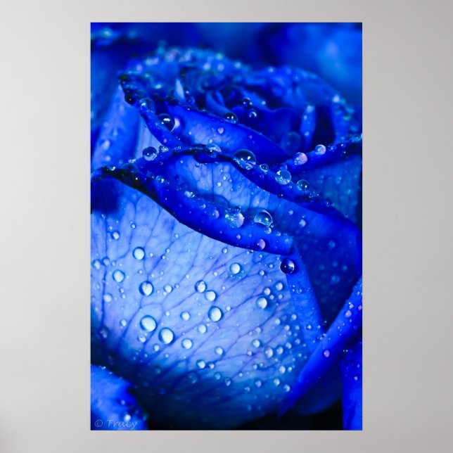 Poster Rosa de gelo azul (Frente)