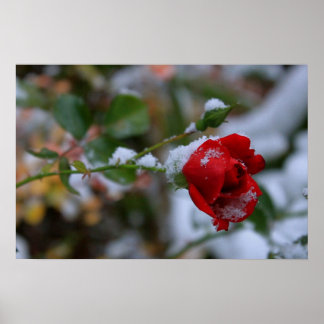 Poster Rosa de inverno