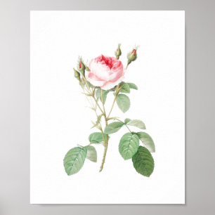 Poster Rosa de Jardim Rosa e Branco da Vintage