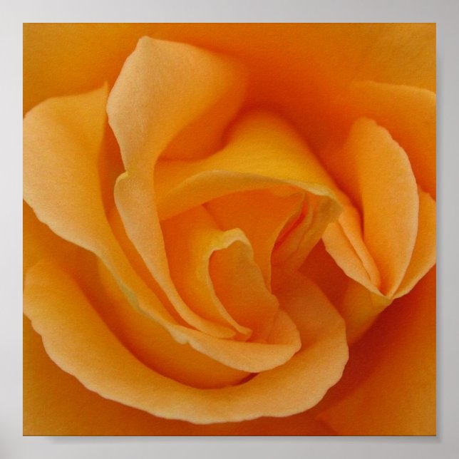 Poster Rosa de laranja (Frente)