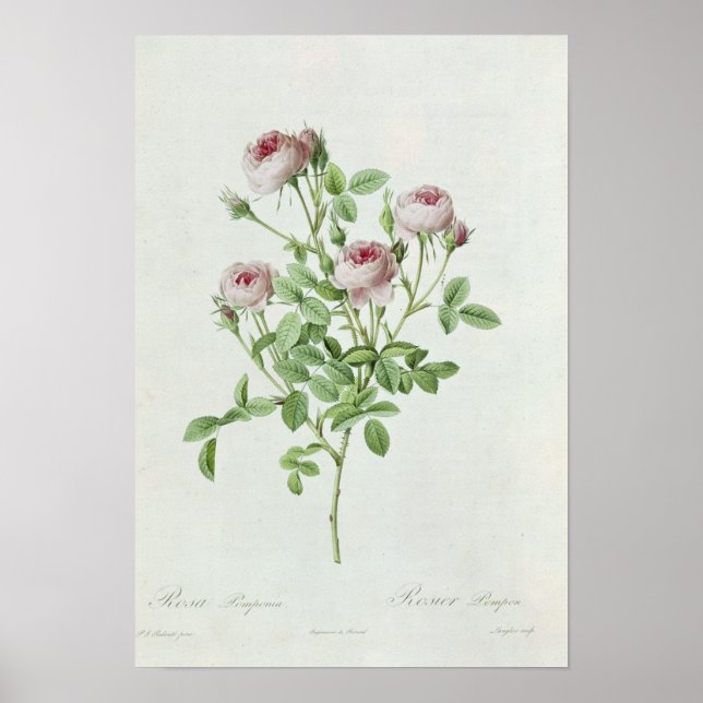 Pôster Rosa, de "Les Rosa Pomponia" (Frente)