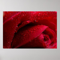 Rosa de Macro Vermelho com Gotas de Água