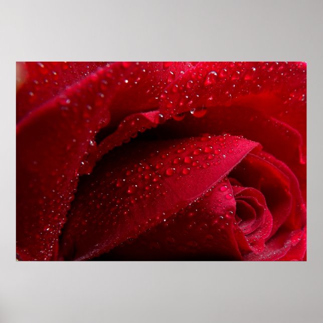 Poster Rosa de Macro Vermelho com Gotas de Água (Frente)