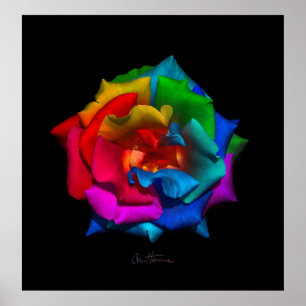 Poster Rosa de multicores