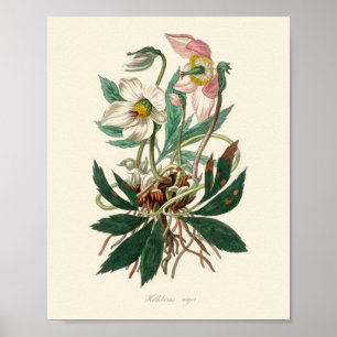 Poster rosa de Natal (Helleborus niger)