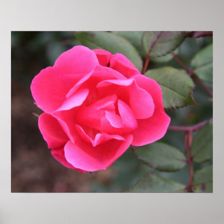 Pôster Rosa de outono