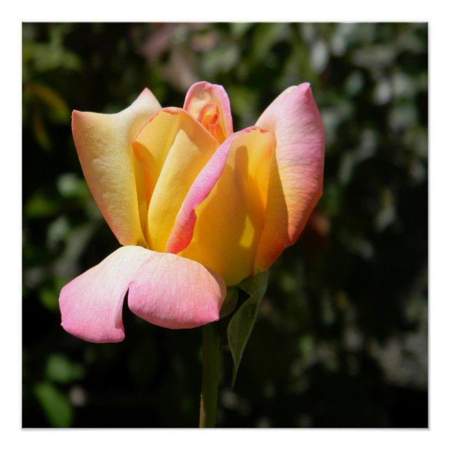 Pôster Rosa de paz... (Frente)