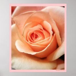 Poster Rosa de Peach Apricot Rosas Flores Foto Floral