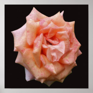 Poster Rosa De Pêssego Mottled No Bloom