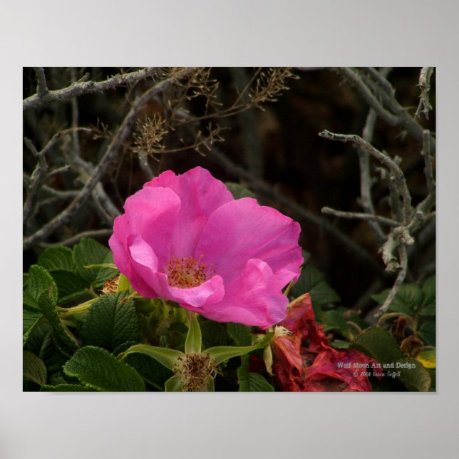 Poster Rosa de praia rosa Rosa Rugosa (Frente)