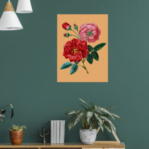 Poster Rosa de Provins flores vintage Presentes para deco