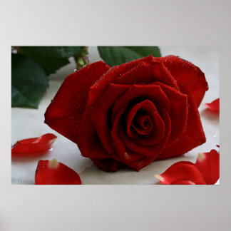 Poster Rosa de Romance