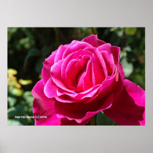 Pôster Rosa de rosa quente