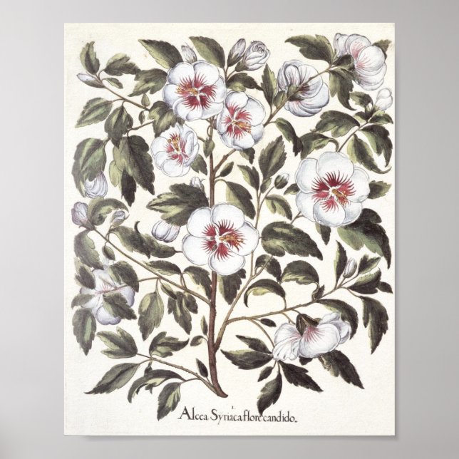 Pôster Rosa de Sharon (Frente)