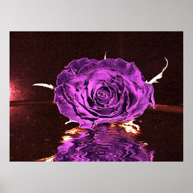 Poster Rosa de veludo roxo (Frente)