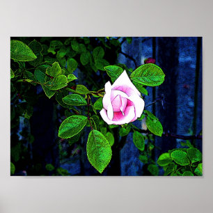 Pôster Rosa do rosa