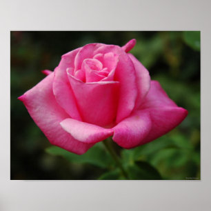 Pôster Rosa do rosa
