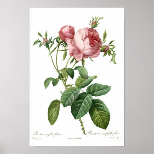 Poster Rosa do rosa por Redoute