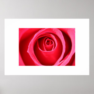 Pôster Rosa do rosa quente