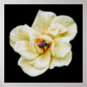 Poster Rosa e Abelha