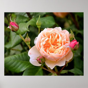 Poster Rosa e Buds Laranja claros