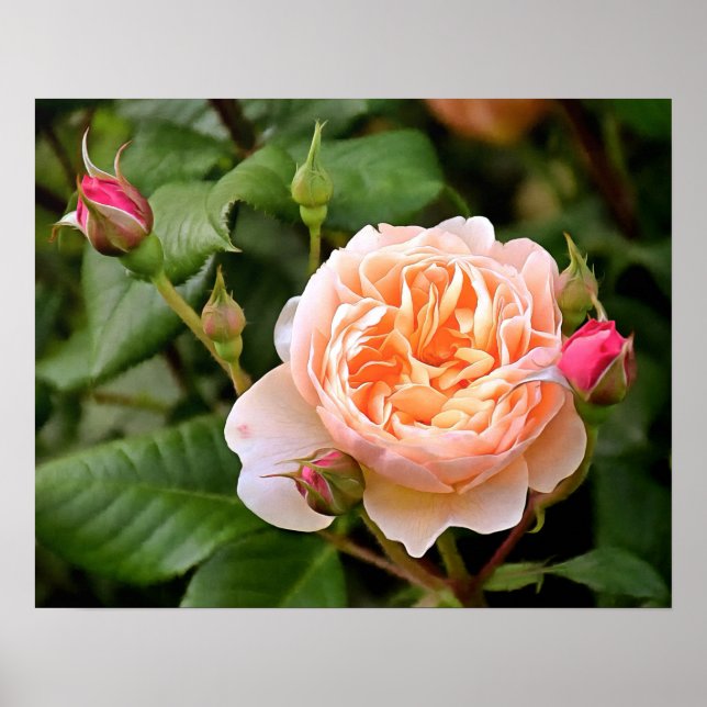 Poster Rosa e Buds Laranja claros (Frente)
