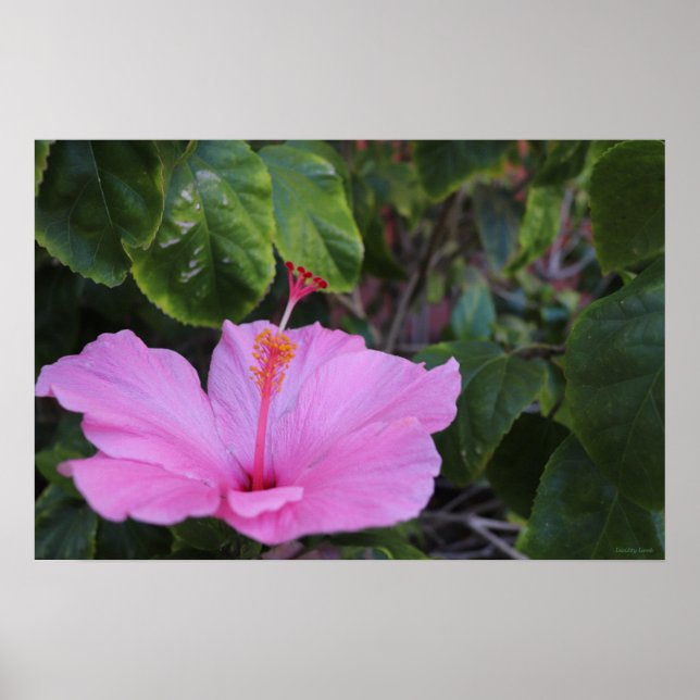 Poster rosa e orgulhoso (Frente)