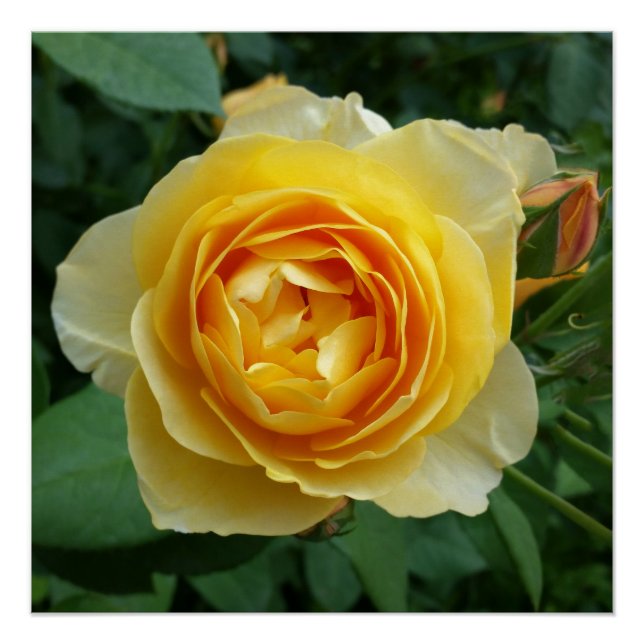 Pôster rosa e rosebud (Frente)