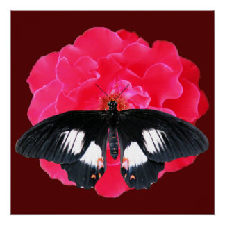 Pôster Rosa e Swallowtail