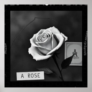 Poster Rosa en blanco y negro estilo negativo de película