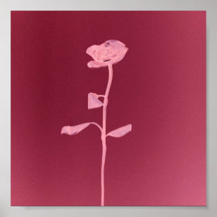 PÔSTER ROSA EXCLUSIVO