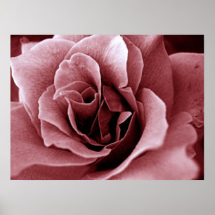 Poster Rosa Flor Monocromática em Close Up
