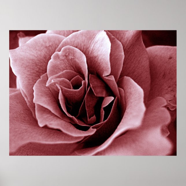 Poster Rosa Flor Monocromática em Close Up (Frente)
