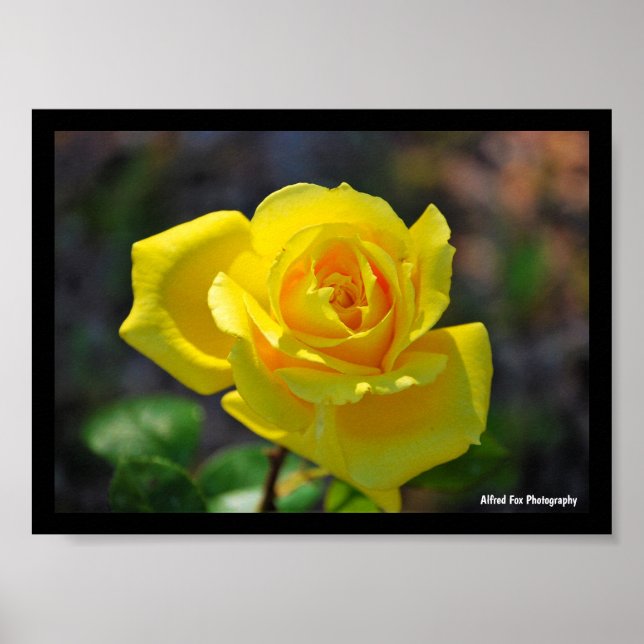 Poster Rosa Floral Amarela (Frente)