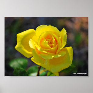 Poster Rosa Floral Amarela