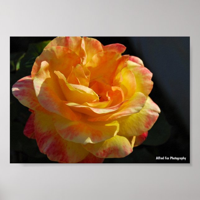 Poster Rosa Floral Amarela e Rosa (Frente)