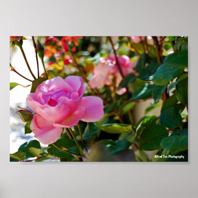 Poster Rosa Floral Rosa (Frente)