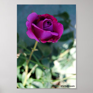 Poster Rosa Floral Roxa