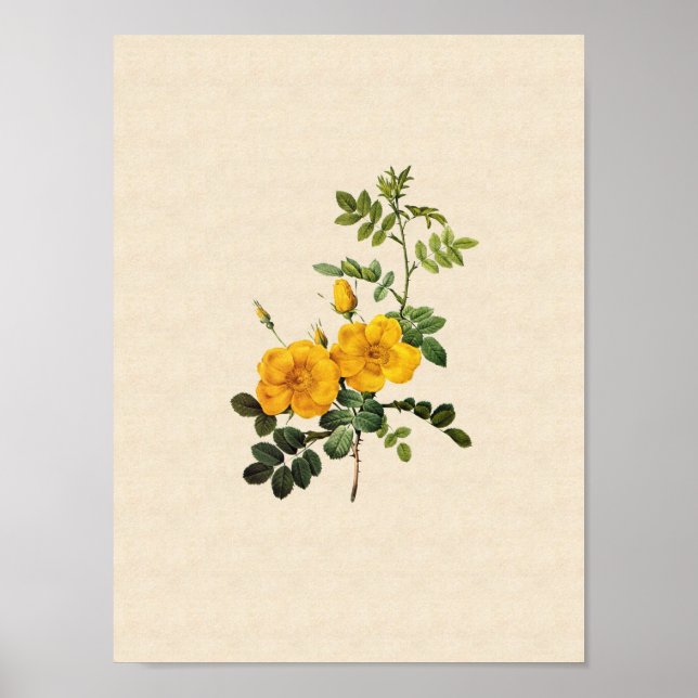 Pôster Rosa foetida (Frente)